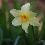 Narcissus poeticus var. recurvus - Pfauenaugen-Narzisse