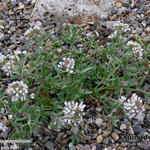 Alyssum paphlagonicum  - 