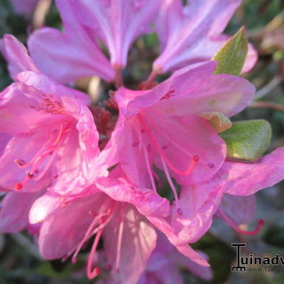 Rhododendron 'Aglo Mezitt' - 