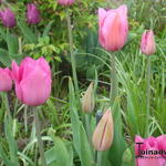 Tulipa 'Candy Prince' - 