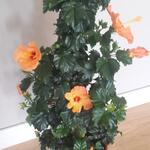Hibiscus rosa-sinensis 'Orange Magic' - 