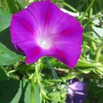Ipomoea purpurea - Volubilis (plante)