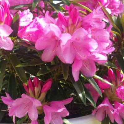 Rhododendron ponticum 'Graziella' - 