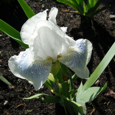 Iris germanica 'Cutie' - 