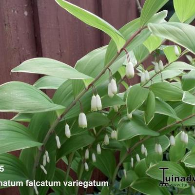Polygonatum falcatum 'Variegatum' - 
