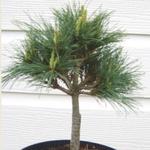 Pinus strobus 'Blue Shag' - 