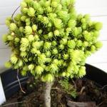 Picea glauca 'Spring Surprise'  - 
