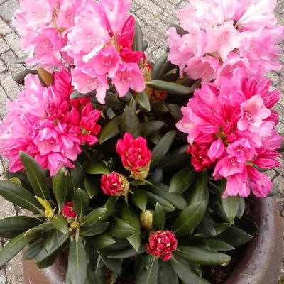 Rhododendron yakushimanum 'Kalinka' - 