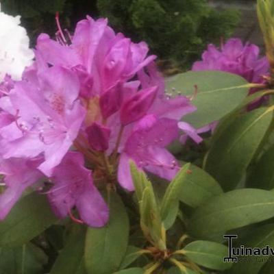 Rhododendron 'Roseum Elegans' - Rhododendron 'Roseum Elegans'