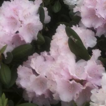 Rhododendron ‘Jacksonii’