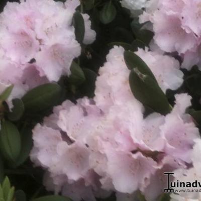 Rhododendron ‘Jacksonii’ - 