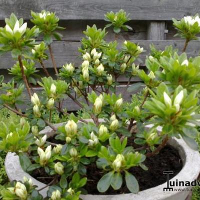 Rhododendron Diamant Group white-flowered - 