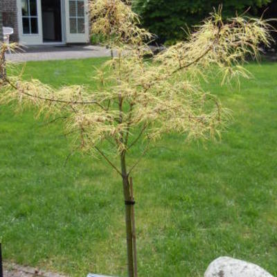 Acer palmatum 'Koto no ito' - 