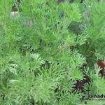 Artemisia abrotanum var. maritima - Artemisia abrotanum var. maritima - 