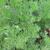 Artemisia abrotanum var. maritima