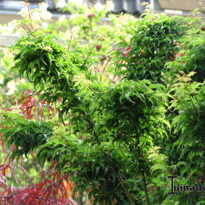 Acer palmatum 'Shishigashira' - 