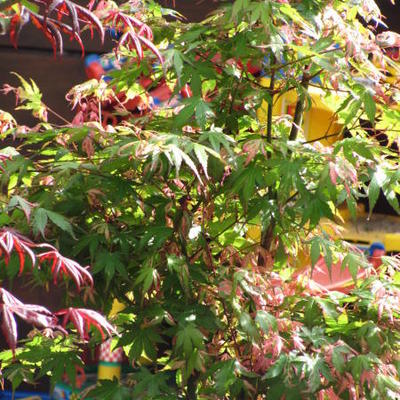 Acer palmatum 'Kasen-nishiki' - 