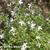 Houstonia caerulea 'Milliard's Variety'