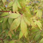 Acer palmatum 'Osakazuki' - 