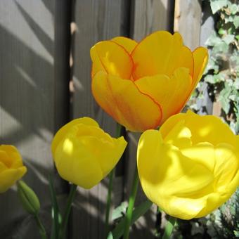 Tulipa 'Blushing Apeldoorn'