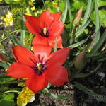 Tulipa linifolia - Leinblättrige Tulpe