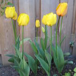 Tulipa Triumph - 