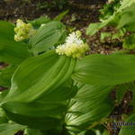 Maianthemum racemosum subsp. amplexicaule 'Emily Moody' - 