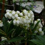 Pieris japonica 'Prelude' - 