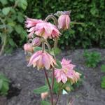 Aquilegia vulgaris 'Rose Barlow' - 