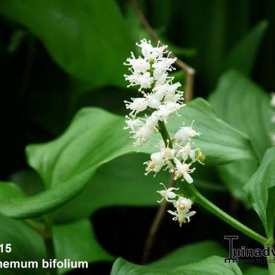 Maianthemum bifolium - Zweiblättrige Schattenblume