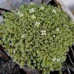 Arenaria alfacarensis - Arenaria alfacarensis - 