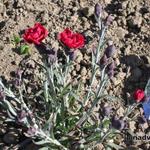 Dianthus caryophyllus SUNFLOR 'Odessa Red' - 