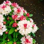 Rhododendron yakushimanum 'Dreamland' - 