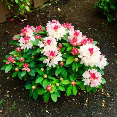 Rhododendron yakushimanum 'Dreamland' - Rhododendron yakushimanum 'Dreamland'
