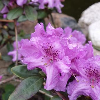 Rhododendron 'Lavendula'