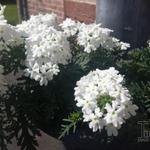 Verbena x hybrida 'MAGELANA White' - 