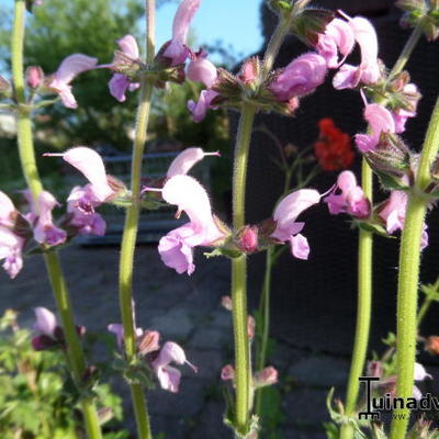 Salvia pratensis 'Eveline' - 