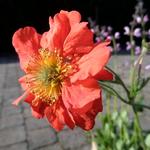 Geum coccineum 'Red Wings' - 