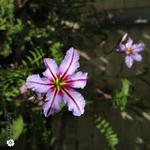 Leucocoryne purpurea 'Spotlight' - 