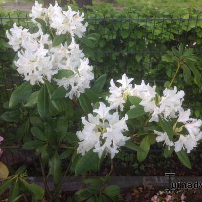 Rhododendron 'Catawbiense Album' - 