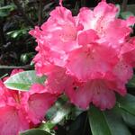 Rhododendron yakushimanum 'Sneezy' - 