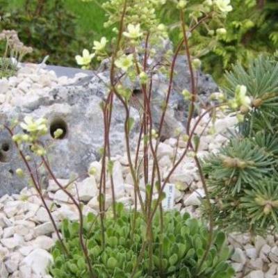 Saxifraga paniculata 'Lutea' - 