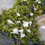 Rhamnus japonica - 