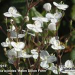 Libertia ixioides 'Helen Dillon Form' - Libertia ixioides 'Helen Dillon Form' - 