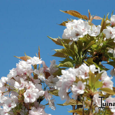 Prunus serrulata 'Amanogawa' - 