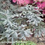 Picea pungens 'Glauca Procumbens' - 