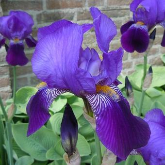 Iris germanica 'Pioneer'