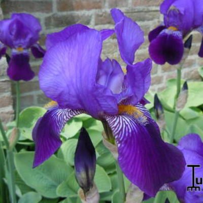 Iris germanica 'Pioneer' - 