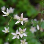 Saxifraga rotundifolia - Rundblättriger Steinbrech