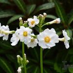 Primula japonica 'Fuji White' - 